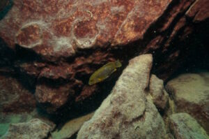 Iodotropheus sprengarae